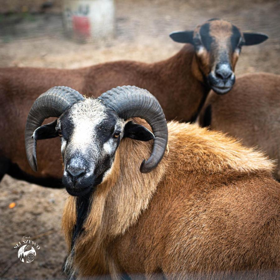 Osada Sluszewo - Apartamenty Restauracja Wydarzenia กเนียวินอ ภายนอก รูปภาพ